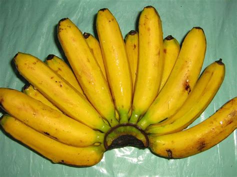 Lakatan banana - Alchetron, The Free Social Encyclopedia