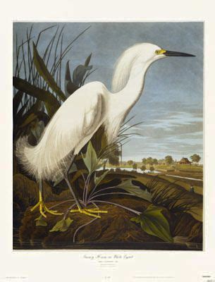 20 Best Waterbird Art Prints images | Art prints, Bird prints, Audubon ...