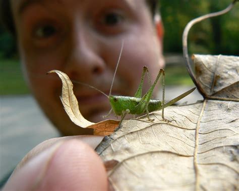 Jason and the katydid | Jason displays his best air of pure … | Flickr