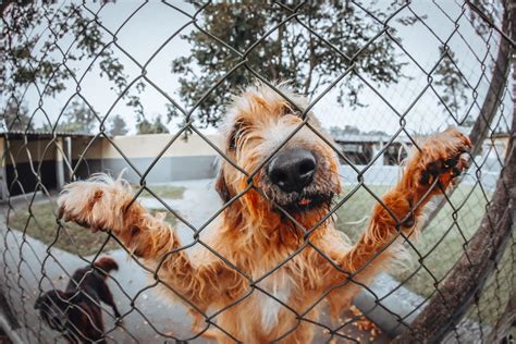 Dog Fence | Pro Fences Brisbane