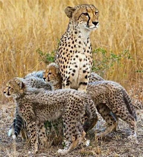 An adult female cheetah and her cubs in Phinda Game Reserve 'Phinda Game Reserve, KwaZulu-Natal ...