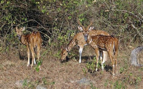 Bandipur National Park & Wildlife Sanctuary, Timings, Entry Fee