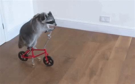 Raccoon Bike GIF - Raccoon Bike Cycling - Discover & Share GIFs