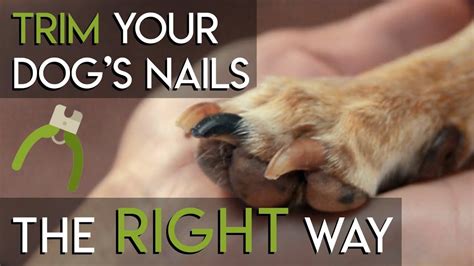 Where To Cut Dog Nails Near Me | Nail Designs