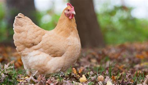 Orpington Chicken Breed – Everything You Need to Know