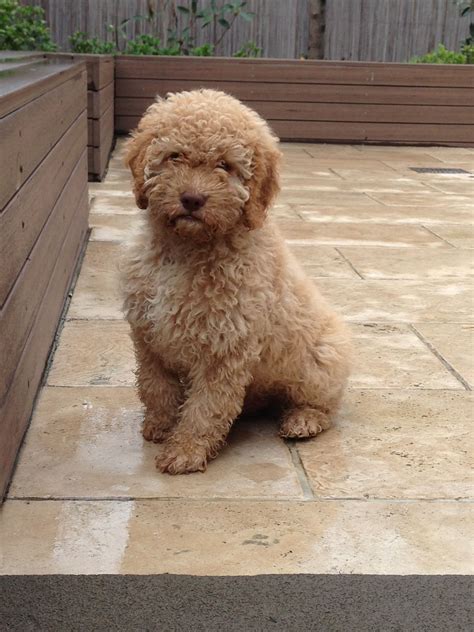 Lagotto Romagnolo Puppies For Sale Ohio : Lagotto Romagnolo | Hypoallergenic dog breed ...