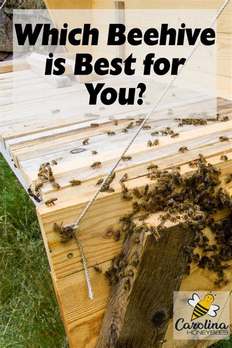 Types of Beehives-Finding the Best for Your Bees | Bee hive, Bee keeping, Backyard bee