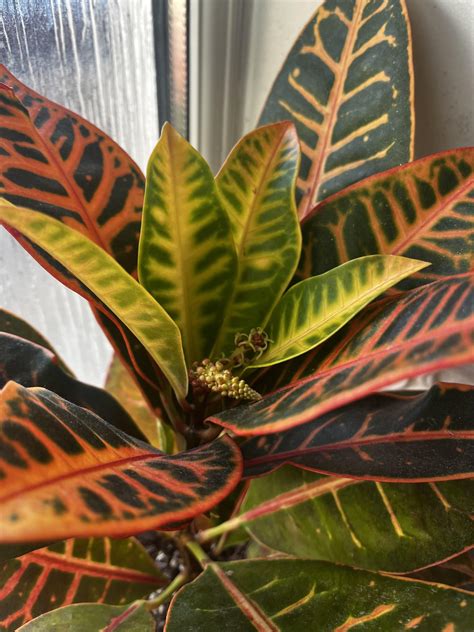 My indoor croton is flowering🥹 : r/houseplants