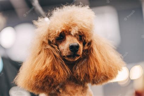 Premium Photo | Poodle haircut the master performs work in the grooming ...