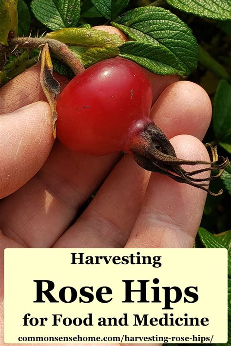 Harvesting Rose Hips for Food and Medicinal Uses