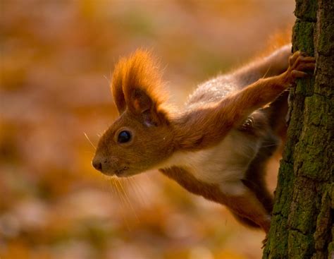 Red Squirrel (Sciurus Vulgaris) - Habitat, Behaviour, Diet & Threats