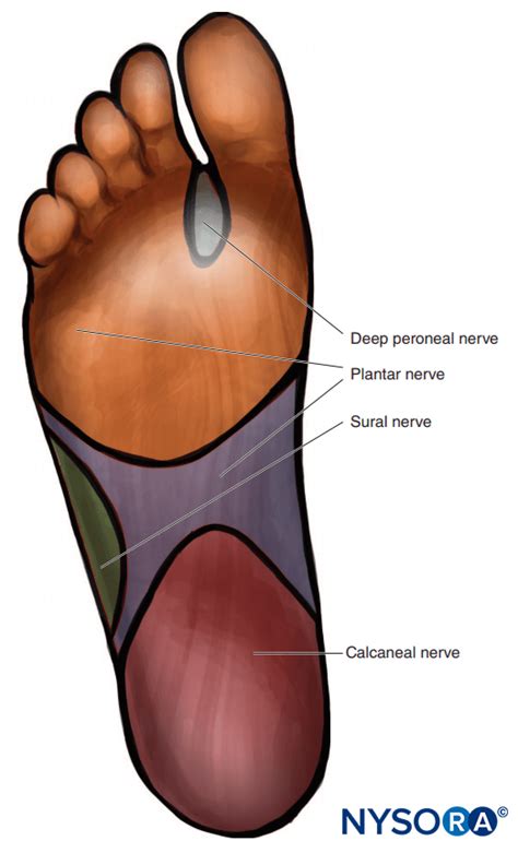 Ankle Nerve Block Procedure