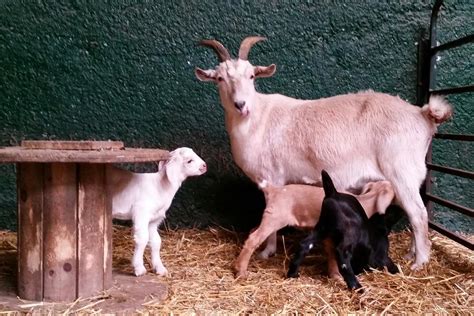 Little Animal Barn at Valleyview Little Animal Farm | Ottawa, ON