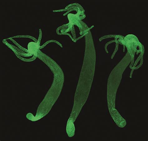 Xenacoelomorpha: a case of independent nervous system centralization ...