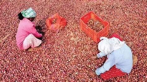 Retail onion prices to fall 30% by Jan: Official - Commodities News ...