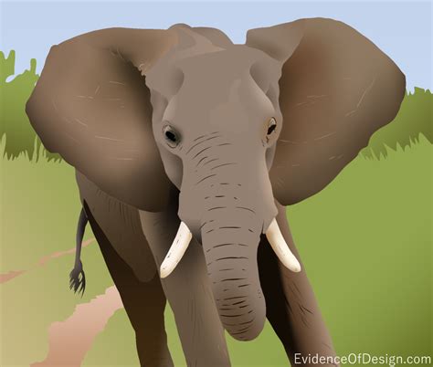 The African Elephant's Ears