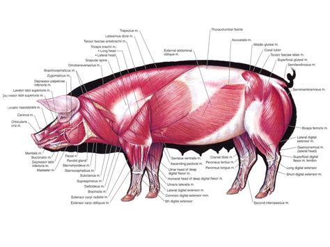 Pig Anatomy and Terminology - Mini Pig Info