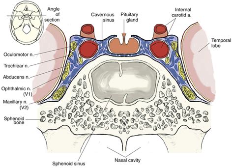 Cranial Nerve Innervation of Ocular Structures | Basicmedical Key