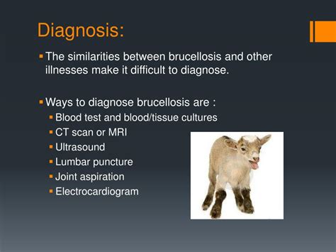 PPT - Brucellosis PowerPoint Presentation, free download - ID:2308283