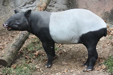 File:Malayan Tapir 001.jpg - Wikimedia Commons