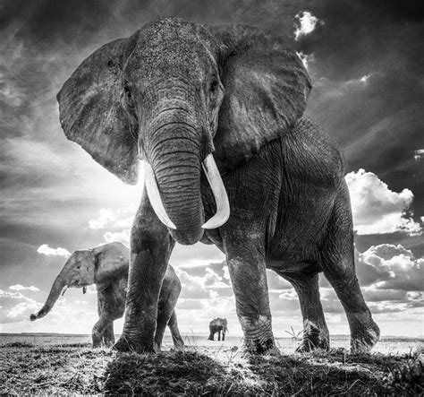 12 Breathtaking Wildlife Photos from David Yarrow's New London and Paris Exhibitions Elephant ...