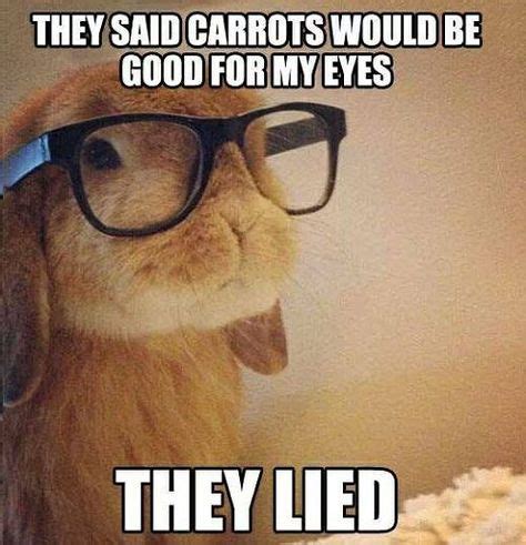 Bunny Glasses Meme | Funny animal quotes, Cute funny animals, Funny animals