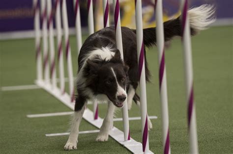 As Westminster Dog Show kicks off, Washington competition judge shares view from New York | The ...