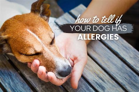 How To Tell If A Dog Has Allergies: Food, Skin, Seasonal & More - Canine Bible