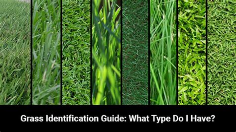 Grass Identification Guide | Do You Know Your Grass Type? - LawnStar