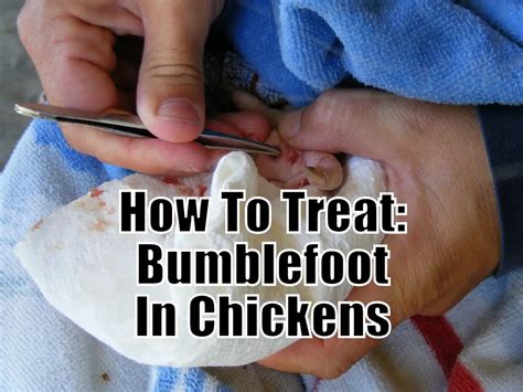 How To Treat Bumblefoot In Chickens — Types of Chicken