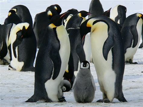 How do Penguins Protect Themselves from Predators - Penguins Blog