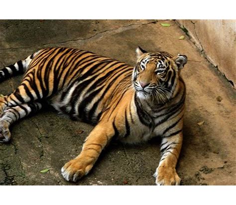 Bengal Tiger | Tiger images, Tiger facts, Bengal tiger facts