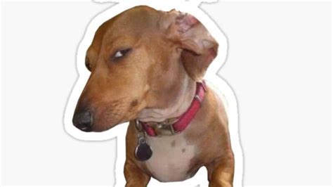 21 Dog Side Eye Meme That Will Make You Laugh