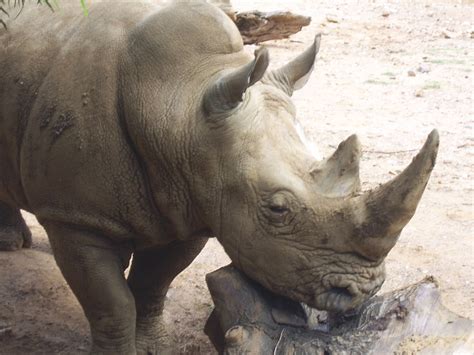 Rhino Animal Free Stock Photo - Public Domain Pictures
