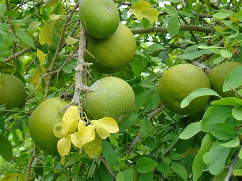 stone apple Seeds 200 Aegle marmelos Seeds Bilva Fruits Seeds Bengal quince Gardening Patio ...