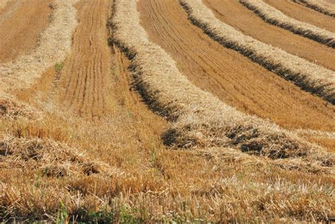 Field after harvest stock photo. Image of meadow, harvest - 161848884