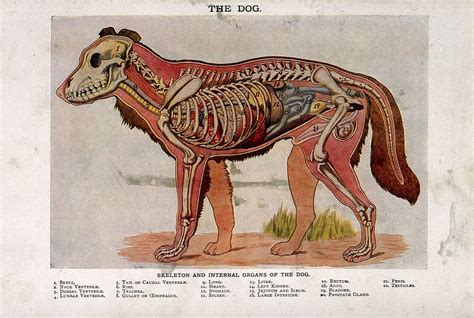 Dog Anatomy Diagram Internal Organs