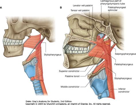 Stylopharyngeus (longitundinal) Shoulder Muscle Anatomy, Neck Muscle ...