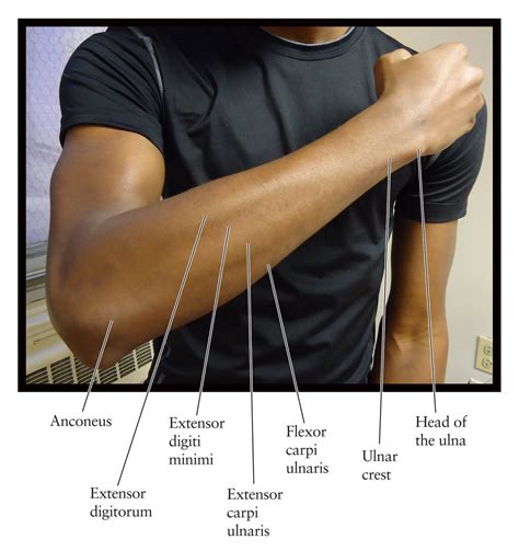 Human Anatomy for the Artist: The Dorsal Forearm, Part 1: Compartment Search | Human anatomy ...