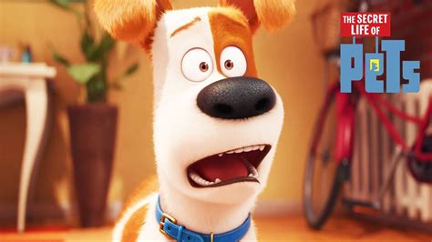 Max Gets a New… Brother? | The Secret Life of Pets | Animated Cartoons ...