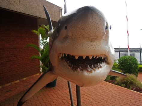 Model Of Great White Shark Free Stock Photo - Public Domain Pictures