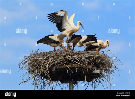 White stork nest hi-res stock photography and images - Alamy