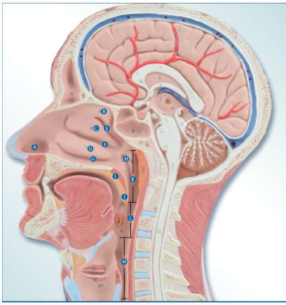 Anatomy and Physiology 2 Lab- Respiratory System Flashcards | Quizlet