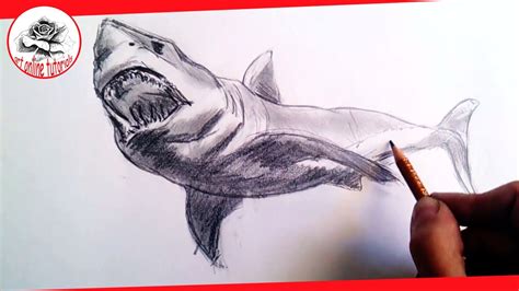 How to draw realistic sharks with pencil, Step by Step and Easy : Drawing the Easy Way - YouTube