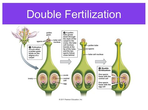 Plant reproduction, sexual and asexual