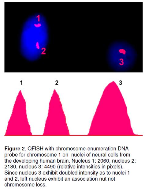 Detection of Aneuploidy in Neural Stem Cells of the Developing and Adult Human Brain | Insight ...