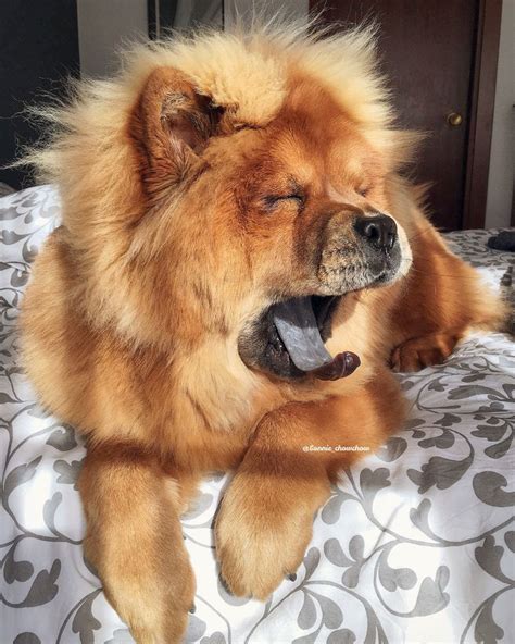 Like a lion! Chow chow dog. | Chow chow dogs, Fluffy dogs, Cute dogs