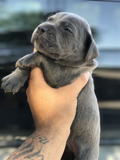 53+ Cane Corso Breeders Az Image - Bleumoonproductions