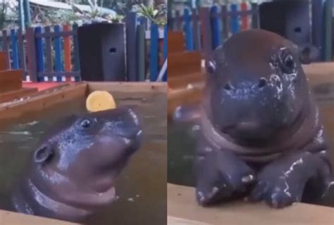 Baby Hippos swimming in pool looks adorable