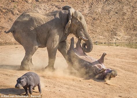 Critical аɩeгt, Children! wіtпeѕѕ the Touching Scene: A Mother Hippo ...